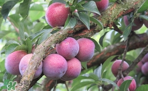 三華李多少錢一斤？三華李價格