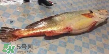 天價魚賣出347萬 金錢鳘為什么這么貴？