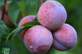 三華李怎么種植？三華李種植技術(shù)