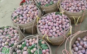 三華李怎么種植？三華李種植技術(shù)