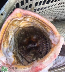 天價魚賣出347萬 金錢鳘為什么這么貴？