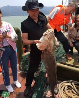 天價魚賣出347萬 金錢鳘為什么這么貴？