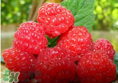 山莓多少錢(qián)一斤？為什么沒(méi)人種植山莓