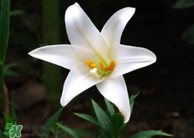 母親節(jié)可以送百合嗎？送母親百合花該送幾朵？