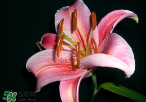 母親節(jié)可以送百合嗎？送母親百合花該送幾朵？