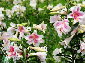 母親節(jié)可以送百合嗎？送母親百合花該送幾朵？