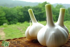 蒜頭發(fā)芽能吃嗎？蒜頭發(fā)芽可以吃嗎？