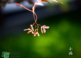 小滿是什么節(jié)氣？小滿是第幾個節(jié)氣？