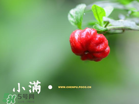 小滿是什么節(jié)氣？小滿是第幾個節(jié)氣？