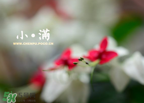 小滿是什么節(jié)氣？小滿是第幾個節(jié)氣？