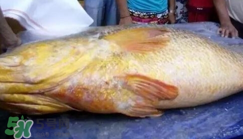 黃唇魚多少錢一斤？金錢鱉多少錢？