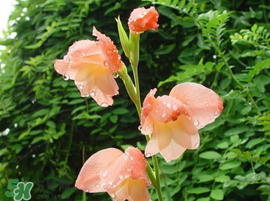 2017年端午節(jié)會下雨嗎？2017年端午節(jié)下雨好嗎？