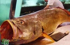 黃唇魚可以養(yǎng)殖嗎？黃唇魚能養(yǎng)殖嗎？