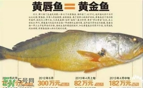 黃唇魚是黃花魚嗎？黃唇魚是黃魚嗎？