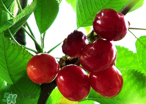 ?端午節(jié)還有櫻桃嗎？端午節(jié)可以摘櫻桃嗎？