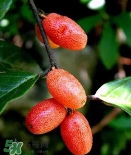 羊奶子什么時(shí)候成熟？羊奶子什么樣子