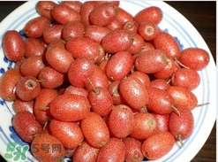 羊奶子是什么？羊奶果多少錢一斤