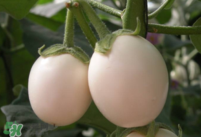 甜瓜可以空腹吃嗎？空腹吃甜瓜可以嗎？