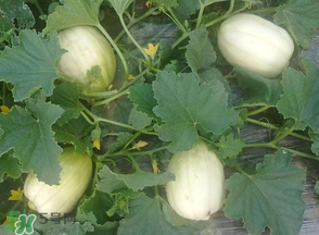 甜瓜可以空腹吃嗎？空腹吃甜瓜可以嗎？