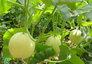 甜瓜可以空腹吃嗎？空腹吃甜瓜可以嗎？