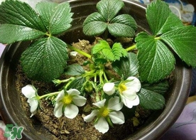 菠蘿莓苗多少錢一顆？菠蘿莓怎么種植