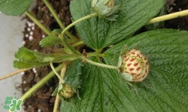 菠蘿莓苗多少錢一顆？菠蘿莓怎么種植