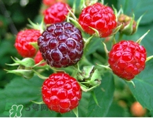 山莓多少錢(qián)一斤？為什么沒(méi)人種植山莓