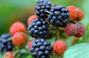 山莓是覆盆子嗎？山莓和覆盆子的區(qū)別
