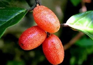 羊奶子什么時候成熟？羊奶子什么樣子