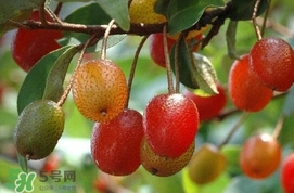 羊奶子什么時(shí)候成熟？羊奶子什么樣子