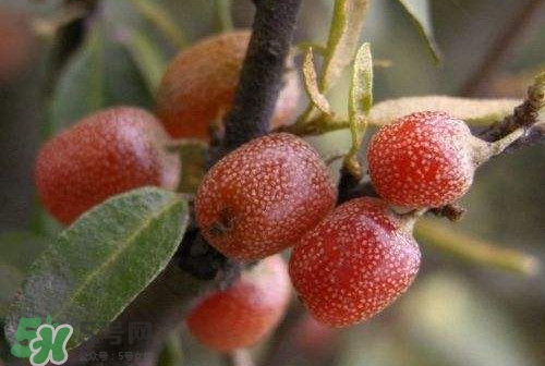 羊奶子什么時(shí)候成熟？羊奶子什么樣子