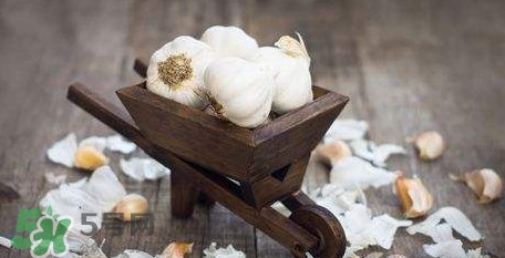 新鮮蒜頭怎么保存？蒜頭怎么保存不發(fā)芽