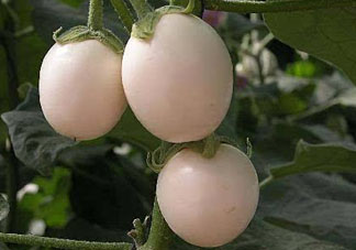 甜瓜和雞蛋能一起吃嗎？吃完甜瓜能吃雞蛋嗎？