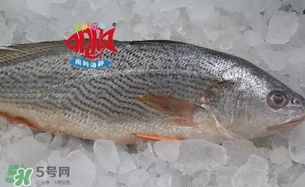 黃唇魚是黃花魚嗎？黃唇魚是黃魚嗎？
