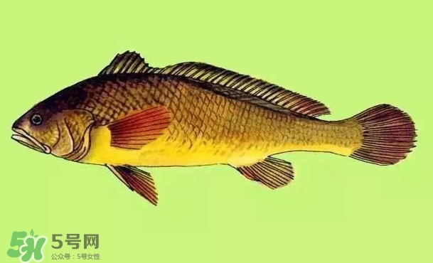 黃唇魚是黃花魚嗎？黃唇魚是黃魚嗎？