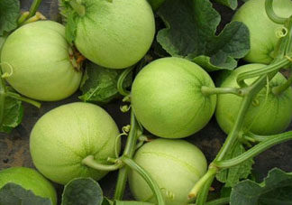 甜瓜可以空腹吃嗎？空腹吃甜瓜可以嗎？