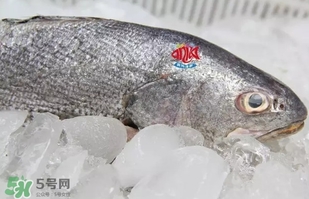 黃唇魚是黃花魚嗎？黃唇魚是黃魚嗎？