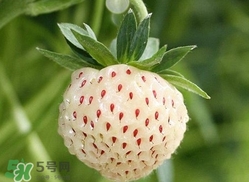 菠蘿莓苗多少錢一顆？菠蘿莓怎么種植