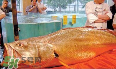 黃唇魚可以買賣嗎？黃唇魚買賣違法嗎？