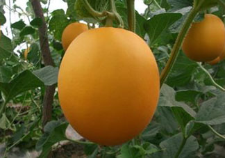 來(lái)月經(jīng)可以吃甜瓜嗎？月經(jīng)期間可以吃甜瓜嗎？