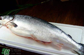 三文魚可以放多久？三文魚能放多久？