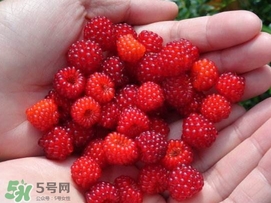 覆盆子哪里有賣？覆盆子多少錢一斤？