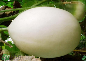 甜瓜可以減肥嗎？減肥可以吃甜瓜嗎？