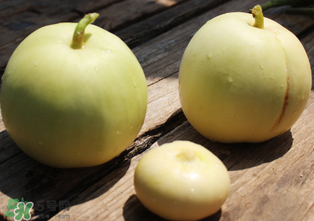 甜瓜可以減肥嗎？減肥可以吃甜瓜嗎？