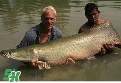 金錢鳘是什么魚？金錢鳘是淡水魚嗎？