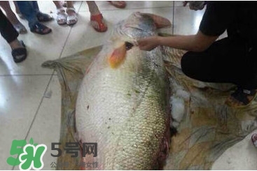 金錢鳘是什么魚？金錢鳘是淡水魚嗎？