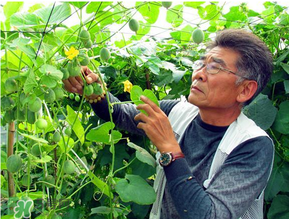 甜瓜為什么坐不住瓜？香瓜坐不住瓜的原因