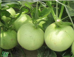 甜瓜為什么坐不住瓜？香瓜坐不住瓜的原因