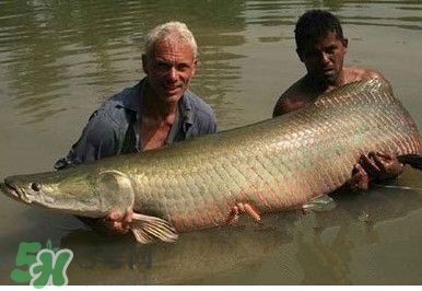 金錢鳘魚膠一斤多少錢？金錢鳘魚膠價格