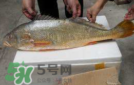 孕婦能吃金錢鱉嗎？懷孕期間能不能吃金錢鱉？